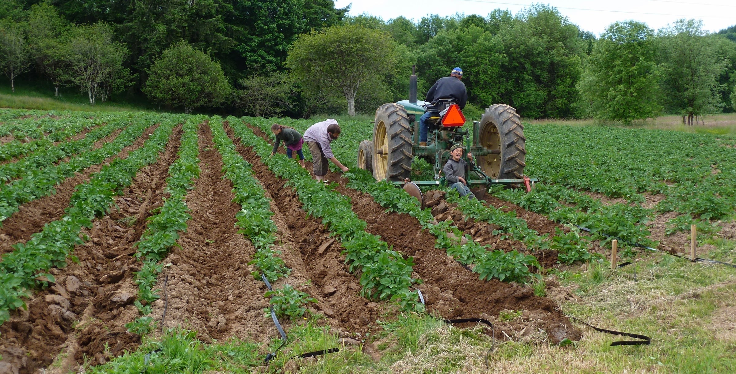 Brady Girt with daughter Audrey Girt and son Abraham Girt all working barefoot in an organic potato field next to a John Deere 2030 row-crop tractor that is improvised to bury drip irrigation tape while hilling potatoes on Stewardship farm in Clatskanie, Oregon (Tractor is driven by a hired neighbor named Gary). There is grass right up to the field edge on each side and green lush forest at the far end.