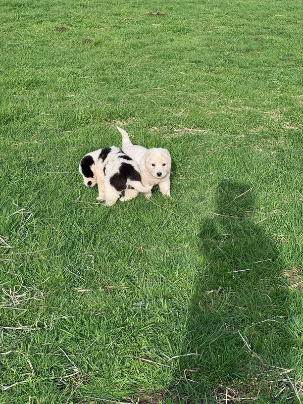 Farm-creatures