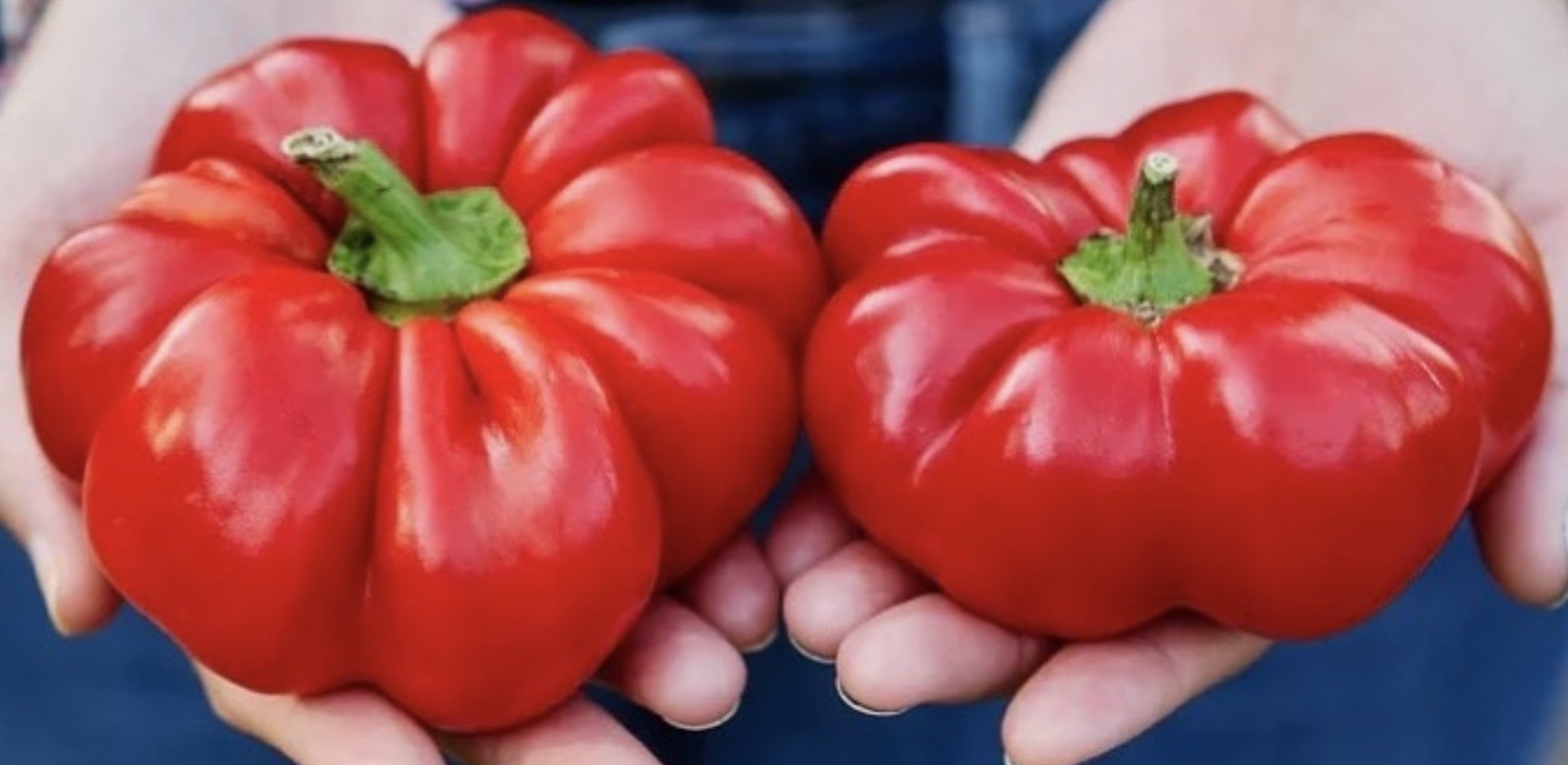 Two red Neapolitan Papaccella rotunda style sweet peppers held forward presented together one in each hand